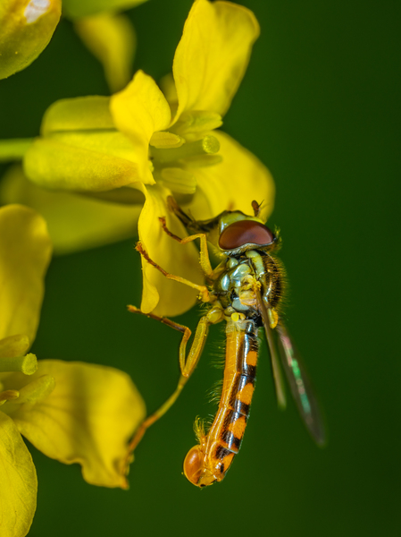 animal,asilidae,assassin flies,biology,bright,close-up,color,colors,daylight,dragonfly,entomology,flora,flower,fly,garden,insect,little,macro,macro photography,nature,outdoors,robber fly,summer,wild,wildlife,wings,yellow flowers