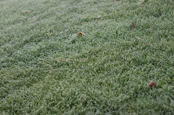 cc0,c1,frost,cold,freeze,hoarfrost,leaves,fruits,autumn,leaf,grassland,green,meadow,white,winter,free photos,royalty free