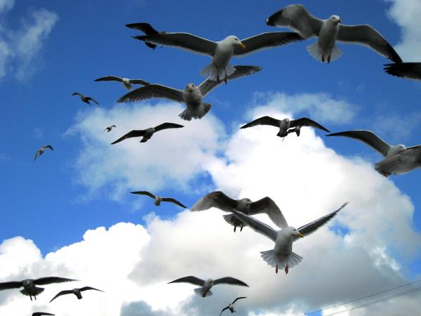 seagulls,gulls,birds,birds on flight,sky,background,clouds