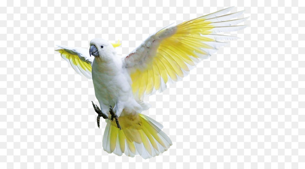 rock dove,bird,budgerigar,sulphurcrested cockatoo,lovebird,parakeet,pet,macaw,beak,feather,cockatoo,typical pigeons,wing,parrot,tail,cockatiel,png