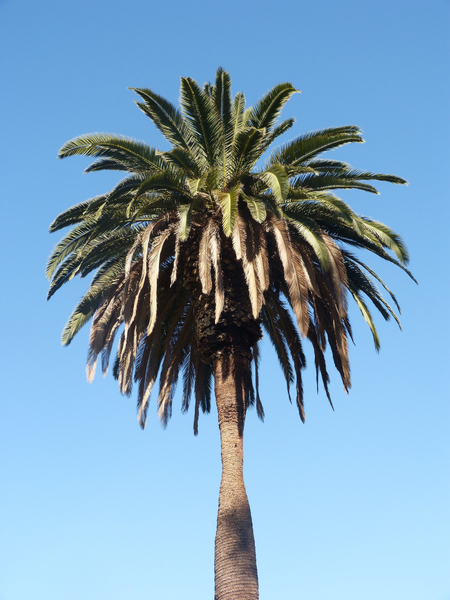 cc0,c1,palm tree,tree,blue sky,palm,california,free photos,royalty free