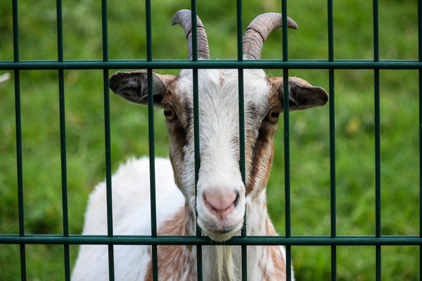 cc0,c1,goat,fence,enclosure,snout,grass,green,nature,garden,spout,horns,farm,animal,domestic goat,billy goat,goatee,bock,creature,zoo,pasture,feeding,feed,horn,ruminant,horned,mammal,animal world,livestock,animal portrait,germany,meadow,curiosity,head,ungulate,free photos,royalty free