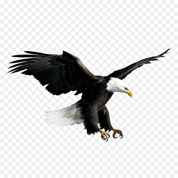 bald eagle,falconiformes,eagle,hawk,desktop wallpaper,computer icons,bird of prey,download,chinese dragon,bird,wing,accipitriformes,beak,fauna,png