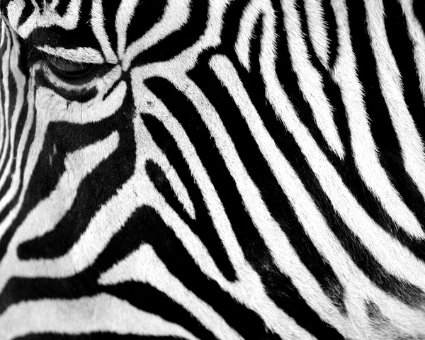 zebra,face,black,white,abstract,pattern,camouflage,disguise,hide,hidden,eye