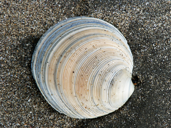 cc0,c1,shell,sand,beach,nature,sea,ocean,seashell,coast,free photos,royalty free