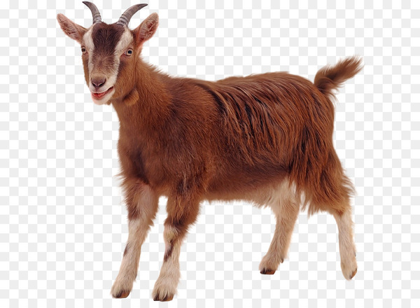 boer goat,pygmy goat,oberhasli goat,sheep,computer icons,desktop wallpaper,bovidae,goat,goats,vertebrate,mammal,feral goat,cowgoat family,livestock,goatantelope,wildlife,bovine,png