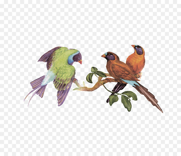 bird,parrot,macaw,birdcage,thrush,watercolor painting,parakeet,rosyfaced lovebird,conure,magpie,lovebird,fauna,beak,feather,organism,wing,finch,wildlife,png