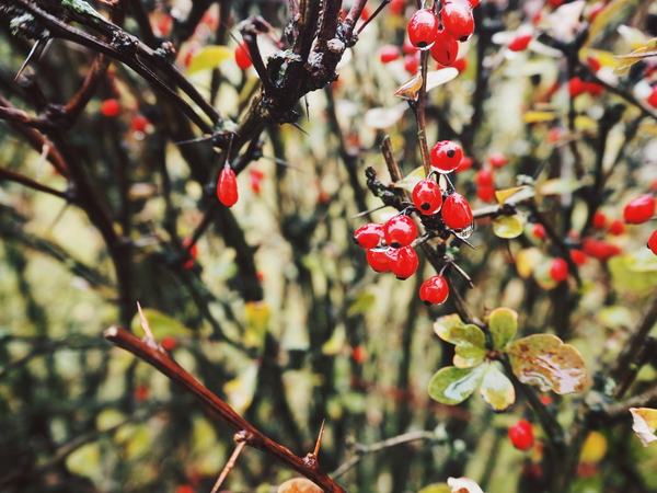 berries,blur,branch,bright,close-up,delicate,environment,focus,food,fruits,garden,growth,leaves,nature,outdoors,red,season,tree,vibrant,Free Stock Photo