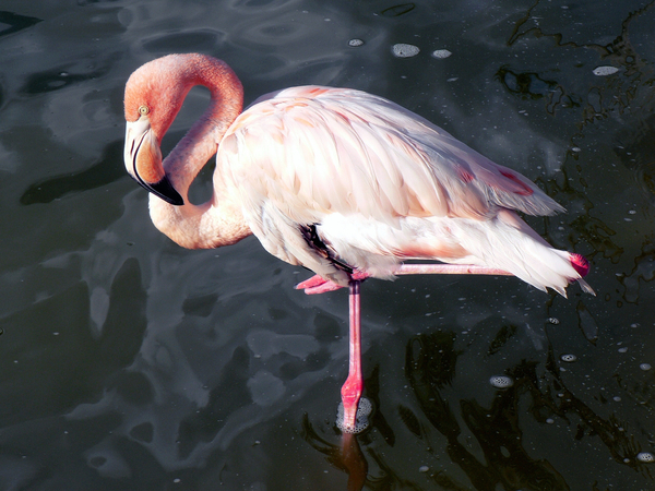 cc0,c1,pink flamingo,wader,bird,exotic,ornithology,fauna,free photos,royalty free