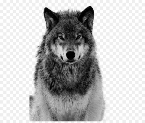 dog,arctic wolf,coyote,canidae,tiger,ethiopian wolf,wildlife,animal,two wolves,domestication,we heart it,territory,gray wolf,canis lupus tundrarum,monochrome,fur,monochrome photography,carnivoran,photography,whiskers,snout,dog breed group,wolf,mammal,dog like mammal,fauna,black and white,png