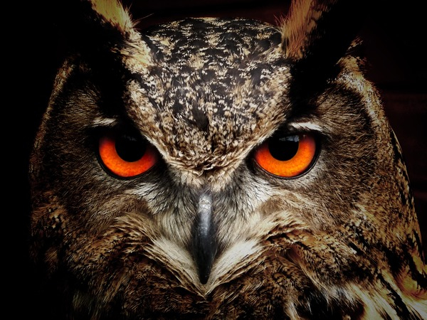 animal,animal photography,bird,close-up,eyes,owl,wildlife,Free Stock Photo