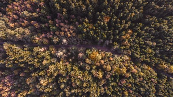 drone,aerial view,forest,forest,green,drone,winter,autumn,leafe,drone view,aerial view,forest,road,route,track,fall,autumn,tree,drone,areal,autmun