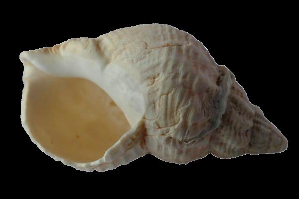 shell,seashell,focus,conch,close-up,blur
