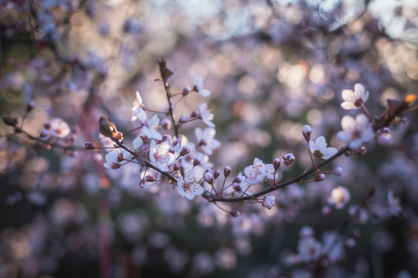 tree,season,petals,park,outdoors,growth,flowers,flora,close-up,cherry blossom,bud,branch,bokeh,blossom,blooming,bloom