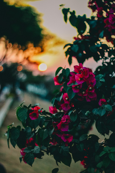 beautiful flowers,bloom,blooming,blossom,blur,blurred background,branch,close-up,colors,flora,flower,flowers,garden,green,growth,leaves,nature,outdoors,petals,pink,pink flower,sun,sunset,trees,Free Stock Photo