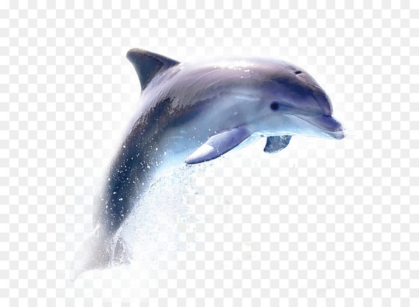 common bottlenose dolphin,dolphin,oceanic dolphin,encapsulated postscript,computer icons,dots per inch,rgb color model,grey,download,coreldraw,tiff,wholphin,tucuxi,wildlife,whales dolphins and porpoises,organism,striped dolphin,water,marine mammal,short beaked common dolphin,mammal,fauna,marine biology,fin,rough toothed dolphin,png