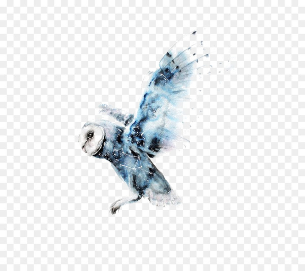 owl,watercolor painting,harry potter,art,drawing,painting,barn owl,hogwarts,tattoo,idea,printmaking,hedwig,bird,bird of prey,beak,feather,wing,png