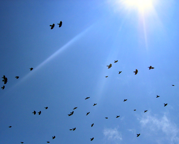 sky,bird,birds,sun,sunshine,ray,rays,flight,flying,flock
