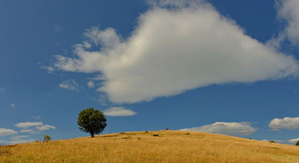 wallpaper,blue,background,blue sky,cloud,blue,nature,green,forest,landscape,tree,sky,blue,cloud,field,summer,free pictures