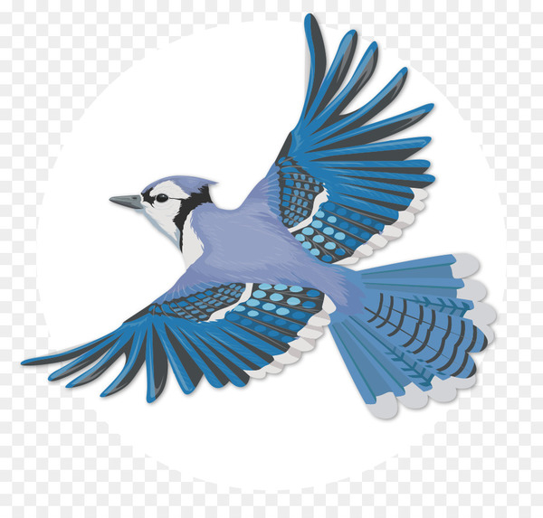 bird,blue jay,flight,passerine,jay,bird flight,feather,gray jay,drawing,wing,flightless bird,blue,songbird,beak,perching bird,magpie,png