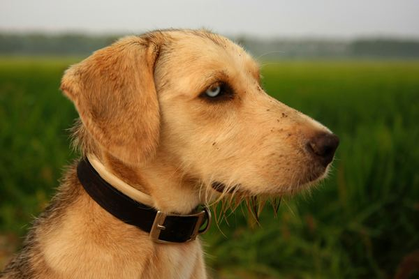 dog,animal,pet,dog,animal,canine,pet,animal,dog,dog,animal,pet,canine,field,puppy,golden,fur,calm,dog profile,brown dog profile,dog with a collar