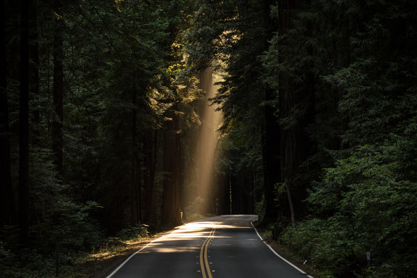 nature,roads,paths,streets,asphalt,forests,trees,rays,light,beam,lines,perspective,bend