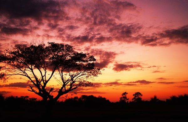 dawn,dusk,HD wallpaper,nature,outdoors,scenic,silhouette,sky,sunrise,sunset,tree,Free Stock Photo