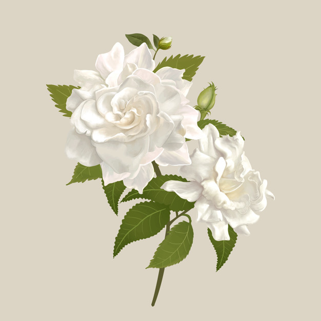 ivory cream background,gardenia,refreshment,fauna,botany,ivory,blooming,bunch,delicate,detail,relaxation,bloom,petal,grow,white flower,drawn,flora,beautiful,festive,background white,blossom,botanical,fresh,cream,romantic,hand drawing,background green,life,growth,background flower,plants,nature background,natural,park,jungle,drawing,flower background,decoration,sketch,white,garden,white background,spring,hand drawn,green background,nature,floral background,green,hand,flowers,floral,flower,background