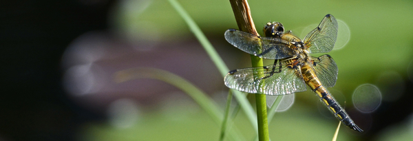 cc0,c1,dragonfly,wing,insect,nature,flight insect,animal,creature,eyes,fly,transparent,close,grass,blade of grass,header,banner,head image,free photos,royalty free