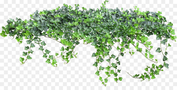 vine,animation,plant,tree,ivy,download,leaf,herb,leaf vegetable,png