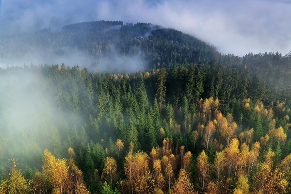 autumn,forest,landscape,nature