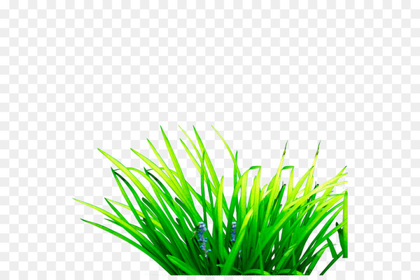 scutch grass,grass,herbaceous plant,download,encapsulated postscript,gratis,cynodon,grasses,grass family,leaf,plant,green,line,png
