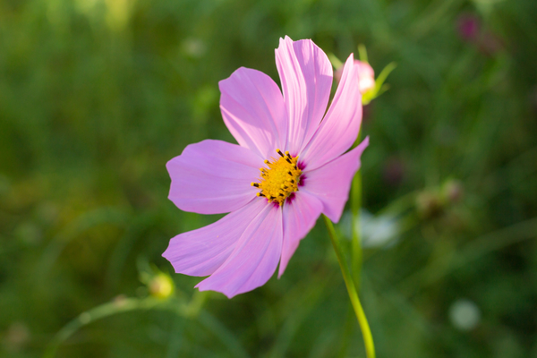 cc0,c1,cosmos,astra,flower,pink,large,garden,plant,garden flower,bright,closeup,bloom,garden flowers,purple,petals,flower bed,summer,living nature,dacha,summer flowers,day,greens,free photos,royalty free