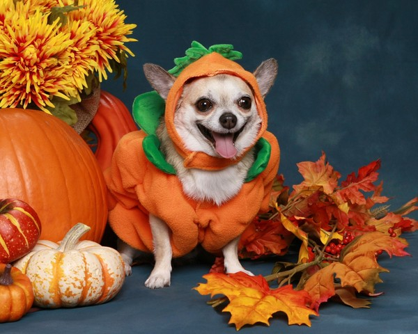 small,smiling,silly,happy,canine,dressed,cute,orange,chihuahua,halloween,fall,tiny,animal,autumn,costume,dog,pumpkin,funny,pet,little