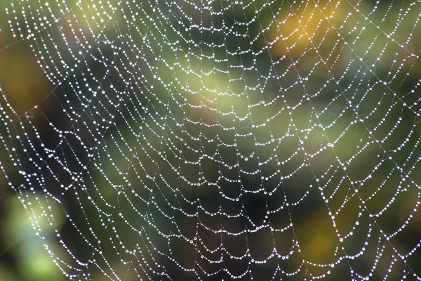 web,waterdrops,trap,thread,spiderweb,silk,rain,pattern,outdoors,macro,dew,creepy,connection,cobweb,close-up,arachnid