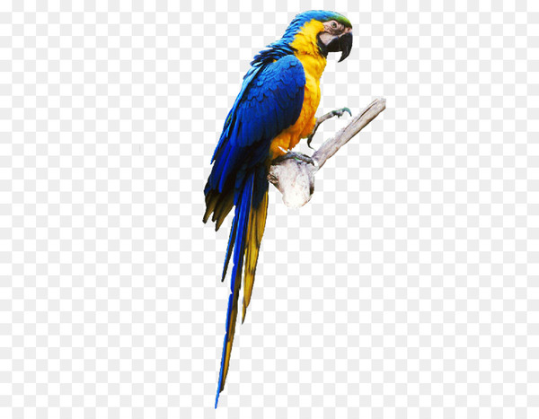 budgerigar,lovebird,bird,true parrot,parrot parrot,parakeet,macaw,companion parrot,lories and lorikeets,beak,encapsulated postscript,parrot,lorikeet,wing,perico,common pet parakeet,fauna,feather,png