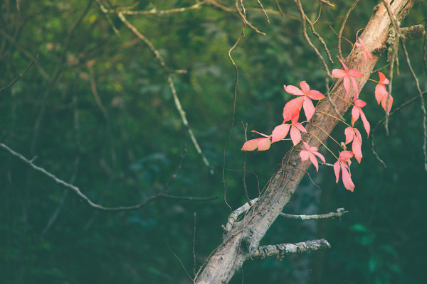 pink,leaves,vine,plant,trees,nature,forest,branch,wood