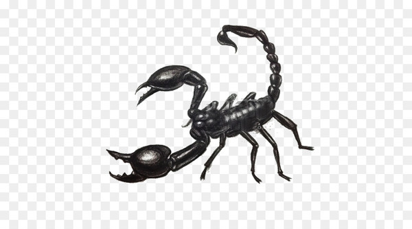 scorpion,drawing,scorpio maurus,painting,invertebrate,organism,arthropod,png
