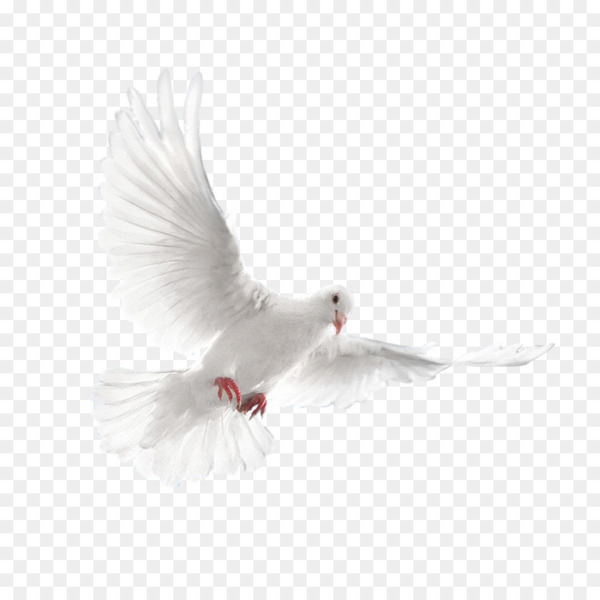 columbidae,domestic pigeon,bird,squab,encapsulated postscript,flyingsporting pigeons,feather,wing,beak,png
