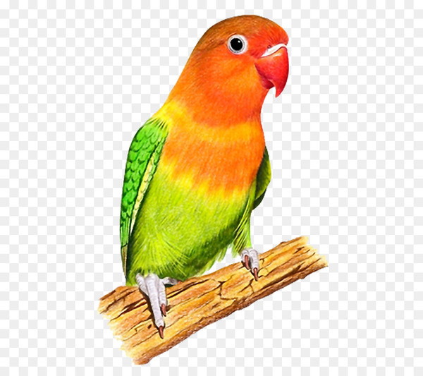 budgerigar,lovebird,bird,parrot,parakeet,pixel,lories and lorikeets,touit,bird supply,lorikeet,perico,common pet parakeet,beak,fauna,feather,png