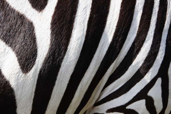 cc0,c2,animals,zebra,zebra crossing,stripes,black and white,free photos,royalty free