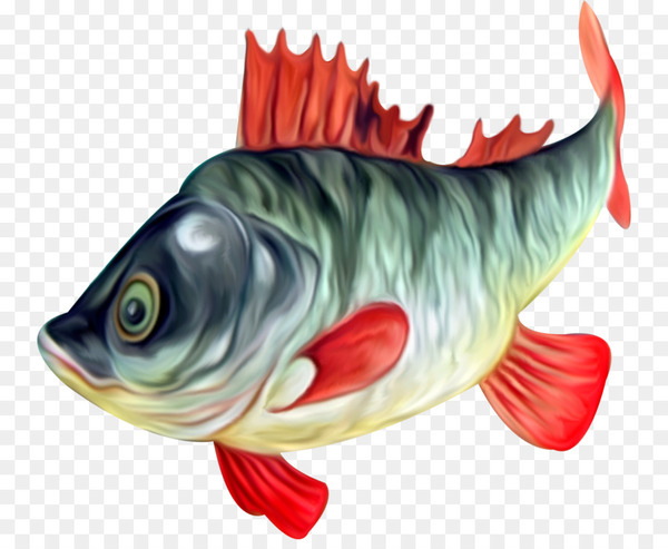 fish,picture frames,pdf,animal,photography,drawing,tableau,pine,perch,seafood,bony fish,png