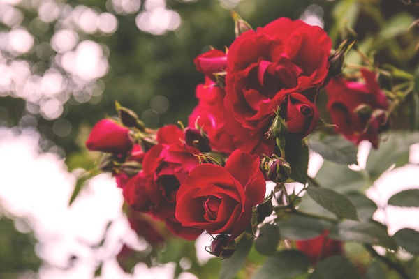 flowers,nature,blossoms,leaves,red,petals,clusters,roses,trees,outdoors,still,bokeh