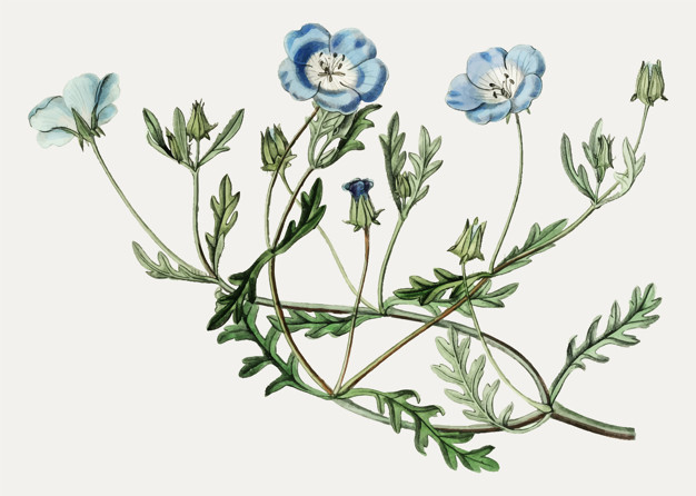 nemophila,hand colored,handcolored,edwardss botanical register,edwardss,shewy,baby blue eyes,nemopila,shewy nemophila,horticultural,19th,pictorial,periodical,century,horticulture,botany,great britain,britain,bud,great,bloom,colored,artwork,engraving,british,foliage,petal,flower vintage,decor,beautiful,register,blossom,botanical,green leaves,england,orchid,branch,hand drawing,baby background,ornamental,floral ornaments,natural,drawing,eyes,flower background,decoration,plant,colorful background,white,garden,white background,spring,retro,magazine,beauty,green background,blue,nature,floral background,green,leaf,summer,hand,blue background,baby,floral,vintage,flower,background