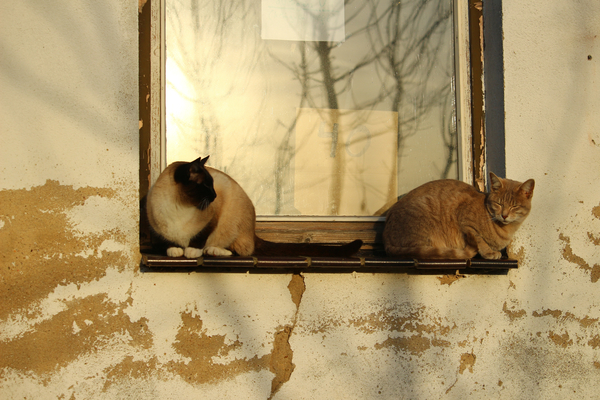 cc0,c1,cat,window,weathered,wall,domestic cat,window sill,free photos,royalty free