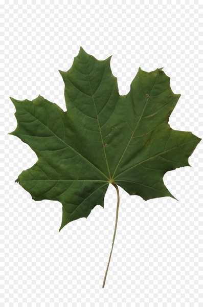 texture mapping,maple leaf,leaf,alpha channel,color,maple,green,3d computer graphics,photography,computer software,plant,tree,maple tree,plane tree family,png