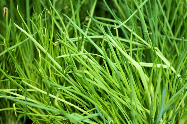 vegetarian,plant,outdoors,nature,natural,leaves,leaf,lawn,growth,green,grass,environment,close-up,blur,aroma