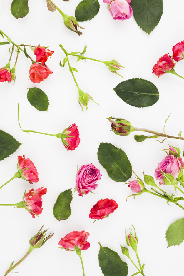 background,pattern,flower,floral,summer,leaf,green,nature,beauty,pink,red,rose,red background,spring,white background,roses,pink background,backdrop,white,natural,studio,background red,simple,background flower,fresh,background pink,blossom,botanical,background white,view,beautiful,pink flower,flora,rose pattern,pink pattern,soft,object,petal,bloom,florist,high,twig,bud,botanic,simplicity,blooming,still,botany,freshness,softness,closeup,overhead,indoors,nobody,fragility,elevated