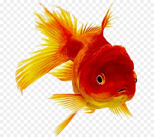 oranda,fish,ornamental fish,common goldfish,aquarium,tropical fish,animal,goldfish,bony fish,vertebrate,tail,orange,organism,fin,png
