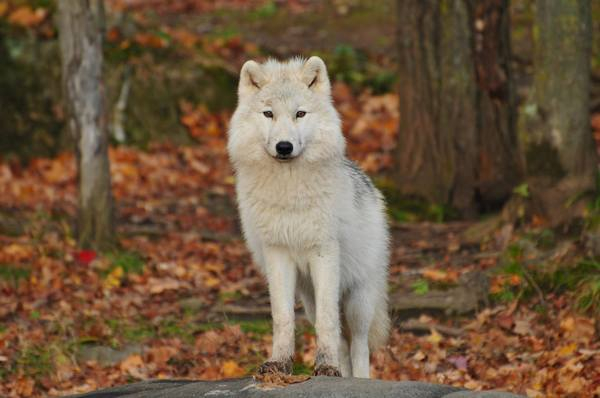 animal,wolf,canine,close-up,white,dog,focus,fur,white wolf,wild,wildlife,winter